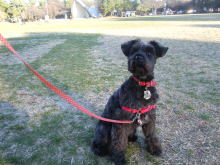 飼いやすい犬種 ミニチュア シュナウザー ペットの窓口マガジン