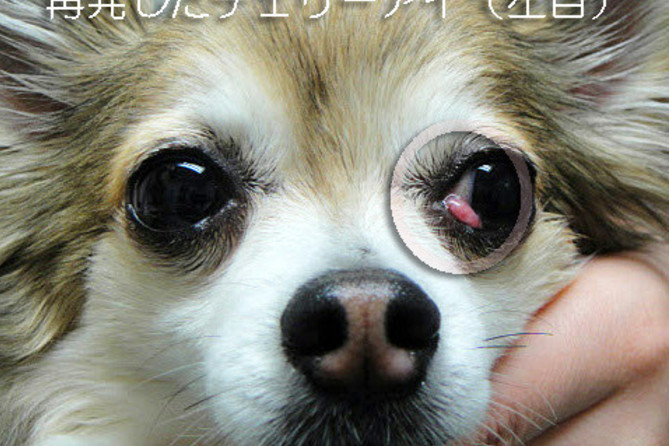 犬 の 目の下 が 腫れ てる