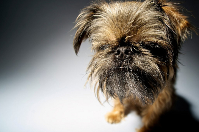 スター ウォーズ チューバッカ モデルになった犬ブリュッセル グリフォンって ペットの窓口マガジン