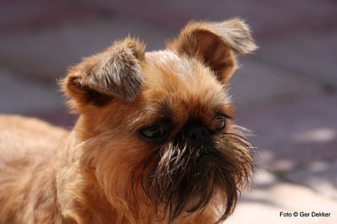 スター ウォーズ チューバッカ モデルになった犬ブリュッセル グリフォンって ペットの窓口マガジン