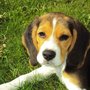 S90x90 beagle puppy 2681 640