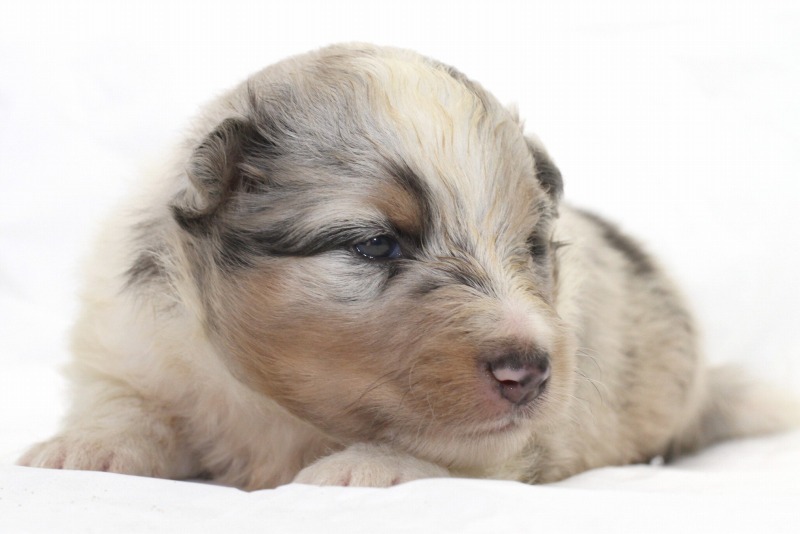 ブルー マール シェルティ 【知らない人は損します】シェルティ（シェットランド・シープドッグ）の子犬の値段は毛色（ブルーマル等）によって違う！？販売価格や遺伝疾患を知らずに飼うと後悔するかも？
