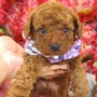 トイプードル | 8月31日うまれ　レッド、モコモコフワフワのかわいい子犬です。 | 161118-034-KQ 1