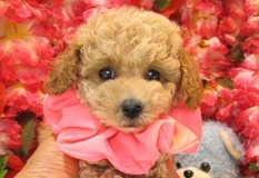 トイプードル | 10月4日うまれ　毛量が多くてモコモコフワフワのかわいい子犬です。