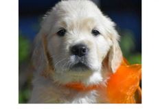 ゴールデン・レトリーバー | 両親遺伝子ノーマルから生まれた健全な子犬