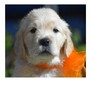 ゴールデン・レトリーバー | 両親遺伝子ノーマルから生まれた健全な子犬 | 210830-004-CB 1