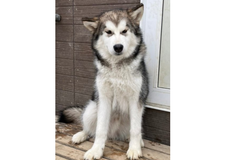 アラスカン・マラミュート | 両親ロシア輸入犬 仔犬は準外産