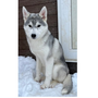 シベリアン・ハスキー | 輸入犬直子 綺麗なシルバーの可愛い女の子 | 211229-018-NC 1