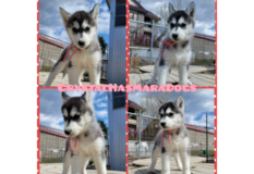 シベリアン・ハスキー | 父親ロシア輸入犬 可愛いお顔の女の子