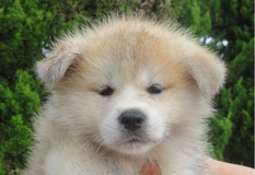 秋田犬 | 母犬：日本一・遺伝子検査クリア（父犬）
