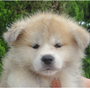 秋田犬 | 母犬：日本一・遺伝子検査クリア（父犬） | 220407-012-WG 1