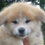 秋田犬 | 可愛い女の子・遺伝子検査クリア（父犬） | 220407-014-VC 1