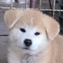 秋田犬 | 可愛い男の子・遺伝子検査クリア（父犬）	 | 220422-014-EO 1