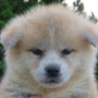 秋田犬 | 可愛い男の子・遺伝子検査クリア（父犬） | 220422-015-ON 1