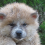 秋田犬 | 可愛い男の子・遺伝子検査クリア（父犬） | 220422-016-OC 1