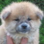 秋田犬 | 可愛い男の子・遺伝子検査クリア（父犬） | 220422-017-RC 1
