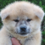 秋田犬 | 可愛い男の子・遺伝子検査クリア（父犬） | 220422-019-EL 1