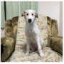 ボルゾイ | 優しい色の可愛い子パパは映画出演犬です。 | 220530-017-OK 1