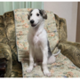 ボルゾイ | 綺麗な色の可愛い子パパは映画出演犬です。 | 220530-019-CH 1