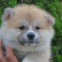 秋田犬 | 可愛い女の子・遺伝子検査クリア（父犬） | 220603-007-QO 1