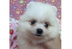 ポメラニアン | ホワイト専門犬舎の素晴らしい血統の可愛いボクちゃん