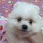 ポメラニアン | ホワイト専門犬舎の素晴らしい血統の可愛いボクちゃん | 220928-019-HV 1