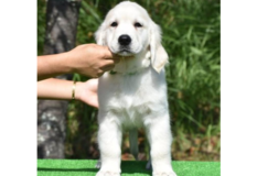 ゴールデン・レトリーバー | 白い気品のある子犬