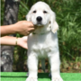 ゴールデン・レトリーバー | 白い気品のある子犬 | 220929-010-VD 1