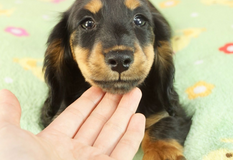 カニンヘンダックスフンド（スムース） | 優良血統の子犬が生まれています！