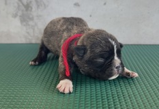 その他 | パグトン生まれました