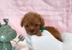 トイプードル（ティーカップ） | 小ちゃくて元気な４兄妹😍緑リボンの男の子💚可愛さ止まんない😍