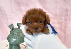 トイプードル（ティーカップ） | 小ちゃくて元気な４兄妹😍青リボンの男の子💙男前😍
