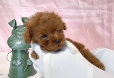 トイプードル（ティーカップ） | 小ちゃくて元気な４兄妹😍ストライプリボンの男の子🩵チビかわいい😍