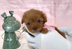 トイプードル（ティーカップ） | 小ちゃくて元気な４兄妹😍ピンクリボンの女の子🩷美人さんの予感😍
