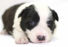 ボーダー・コリー | 良質なボーダーの子犬が産まれました