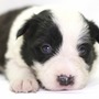ボーダー・コリー | 良質なボーダーの子犬が産まれました | 150413-000008-ZRRCLY 1