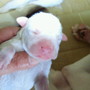 ドゴ・アルヘンティーノ | 元気な子犬が産まれました！ | 150525-000076-TTGYZI 1