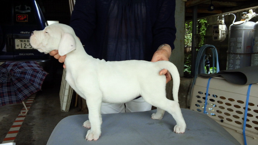 ドゴ アルヘンティーノ たいへん骨量のある牝の子犬です 子犬をとりたい方におすすめできる個体です Ecyiih