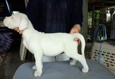 ドゴ・アルヘンティーノ | 　たいへん骨量のある牝の子犬です。子犬をとりたい方におすすめできる個体です。