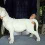 ドゴ・アルヘンティーノ | 　たいへん骨量のある牝の子犬です。子犬をとりたい方におすすめできる個体です。 | 150707-000006-ECYIIH 1