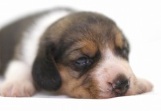 ビーグル | １３インチの良質なビーグルの子犬が産まれました！