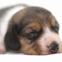 ビーグル | １３インチの良質なビーグルの子犬が産まれました！ | 150904-000001-RTEAWX 1