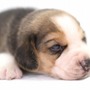 ビーグル | １３インチの良質なビーグルの子犬が産まれました！ | 150904-000002-EQJCON 1