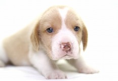 ビーグル | １３インチの良質なビーグルの子犬が産まれました！