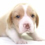 ビーグル | １３インチの良質なビーグルの子犬が産まれました！ | 150904-000003-TXGRDP 1