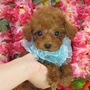 トイプードル | お目メ ぱっちり、小柄な男の子です。かわいい子犬です。 | 151024-000050-MAMGUG 1