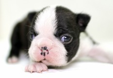 ボストン・テリア | 小粒で元気なボストンテリアの子犬が生まれました！