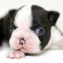 ボストン・テリア | 小粒で元気なボストンテリアの子犬が生まれました！ | 151127-000008-VTZGXK 1