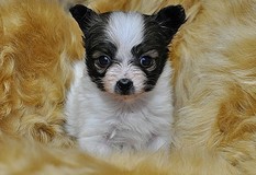 パピヨン | リンちゃんの子犬 とても小さくて愛らしい子。元気いっぱいです！