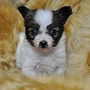 パピヨン | リンちゃんの子犬 とても小さくて愛らしい子。元気いっぱいです！ | 151205-000005-ELOATV 1